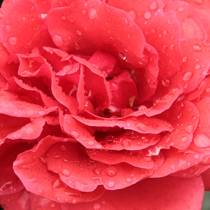 Rosen Online Kaufen - Rot - floribunda-grandiflora rosen  - diskret duftend - Rosa Sammetglut® - Wilhelm J.H. Kordes II. - Grellrote, gruppenweise, buschig blühende  Rose.